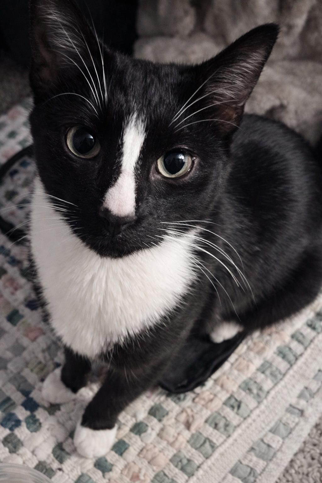 Enlarge Mioki, an adopted Domestic Short Hair in Alexandria, VA image 1/6