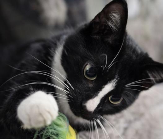 Enlarge Mioki, an adopted Domestic Short Hair in Alexandria, VA image 6/6