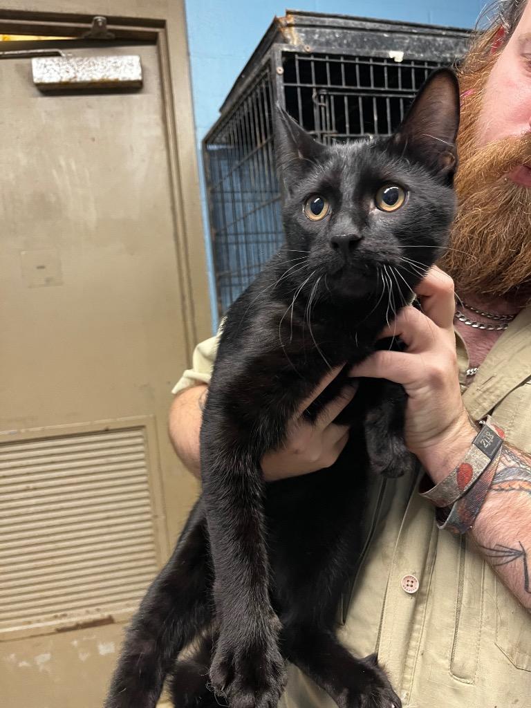 Enlarge CJ, a Adopted mixed breed in Benton, AR image 1/2