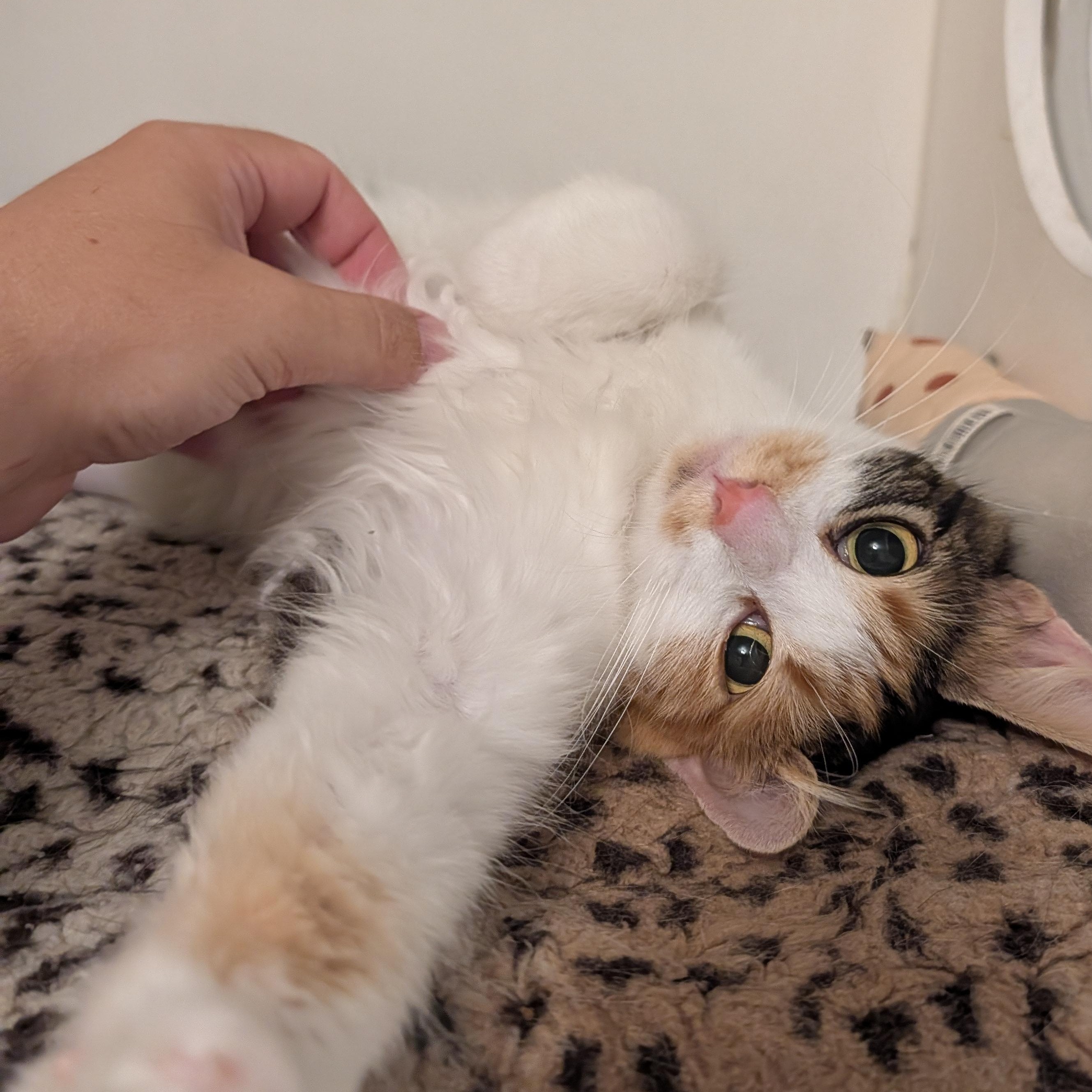 Bitsy, a Adoptable Domestic Long Hair in Manistique, MI image 3/4