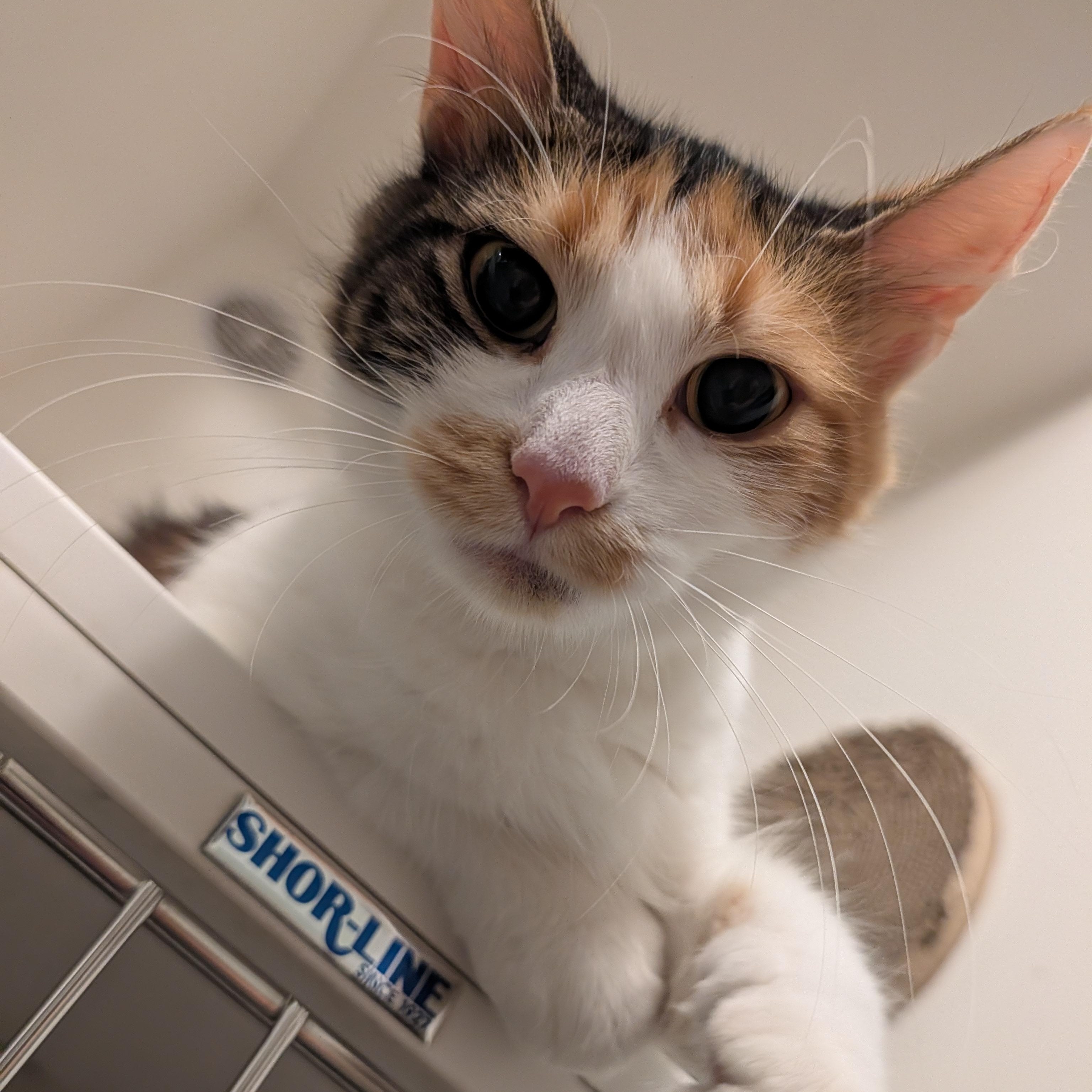 Bitsy, a Adoptable Domestic Long Hair in Manistique, MI image 2/4