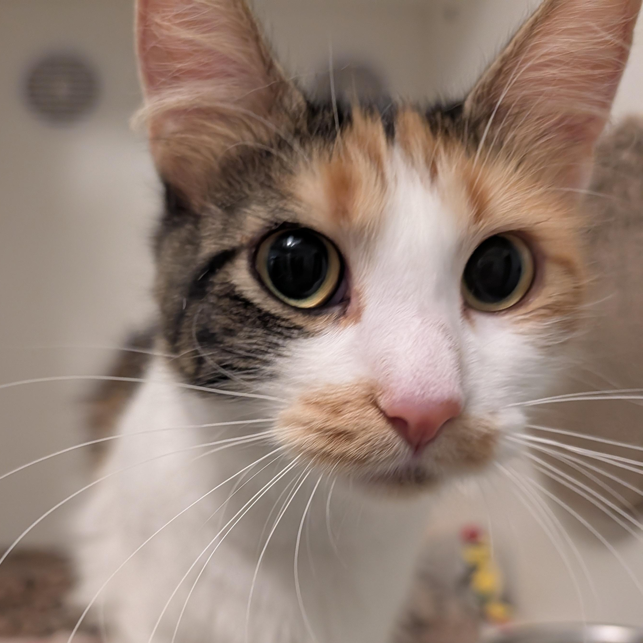 Bitsy, a Adoptable Domestic Long Hair in Manistique, MI image 4/4