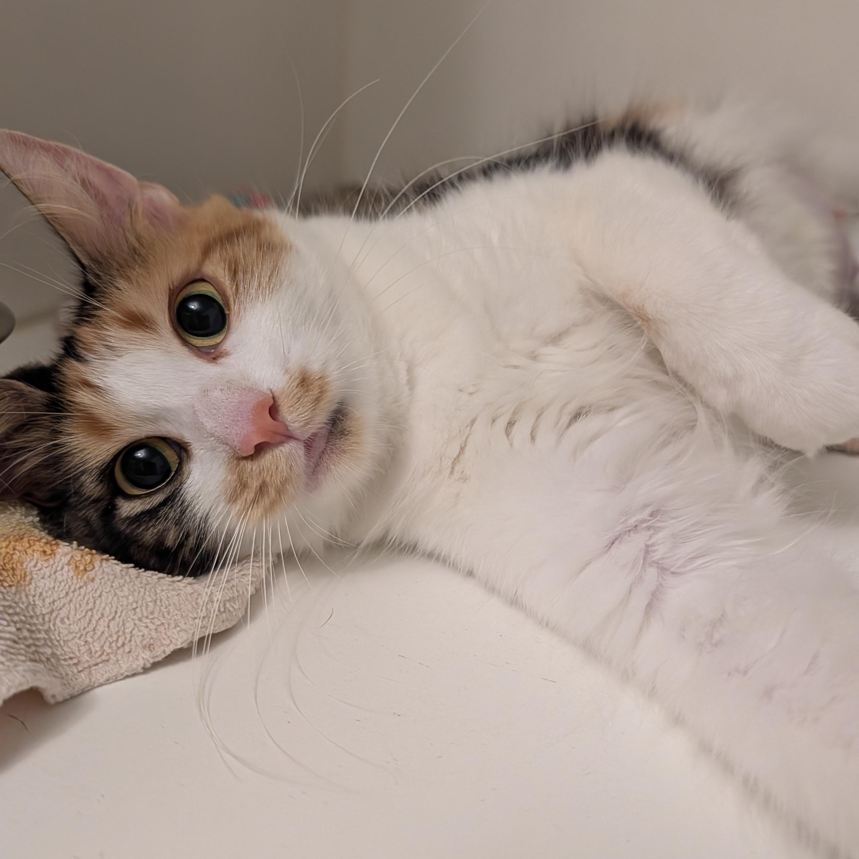 Bitsy, Adoptable, Young Female Domestic Long Hair.