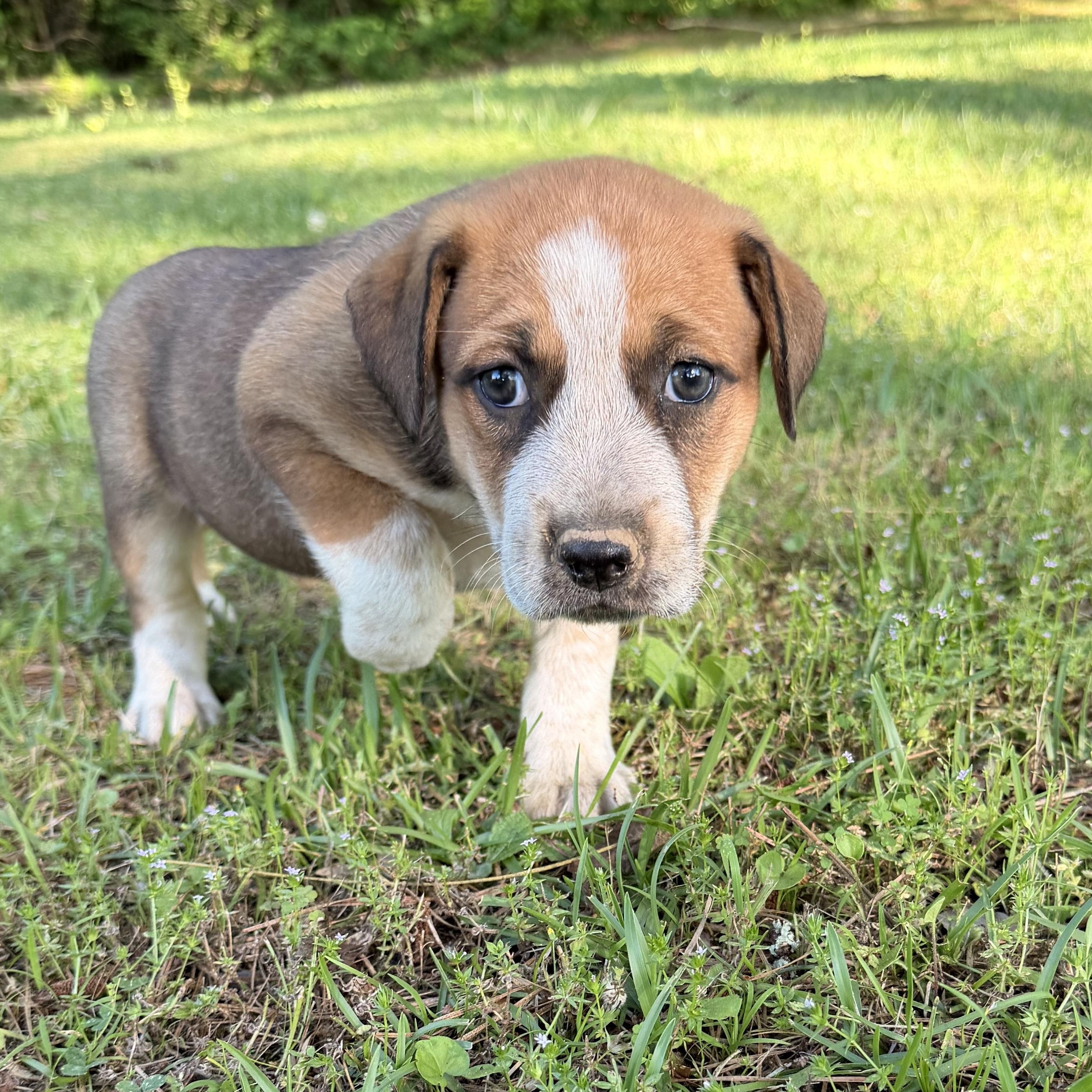 Enlarge Marley, a Adoptable mixed breed in Harrisburg, PA image 6/6