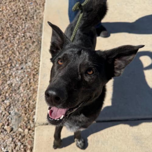 Sully, Adoptable, Young Male Border Collie & Labrador Retriever.