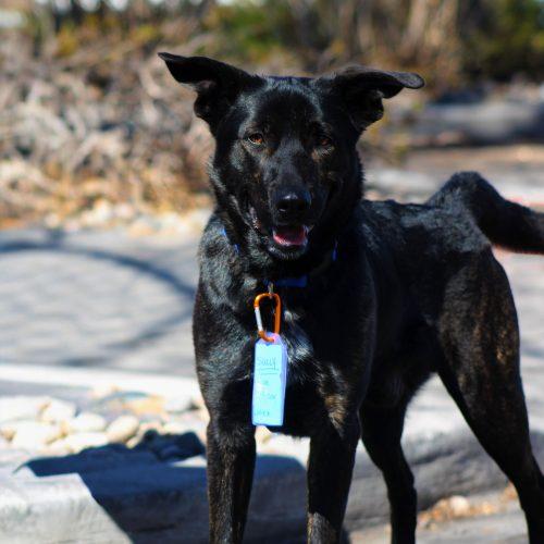 Enlarge Sully, a Adoptable mixed breed in Grand Junction, CO image 2/5