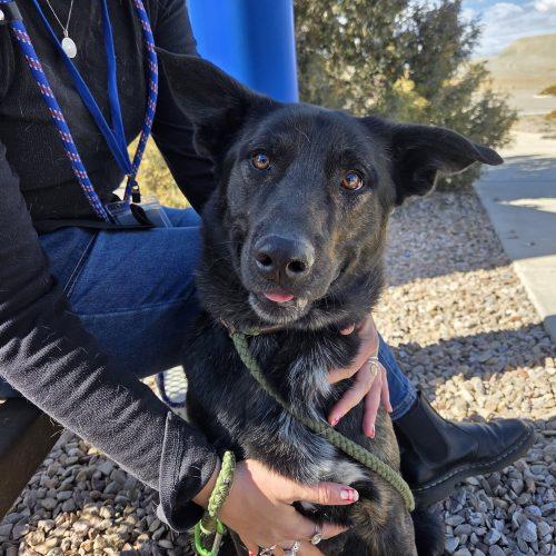 Enlarge Sully, a Adoptable mixed breed in Grand Junction, CO image 3/5