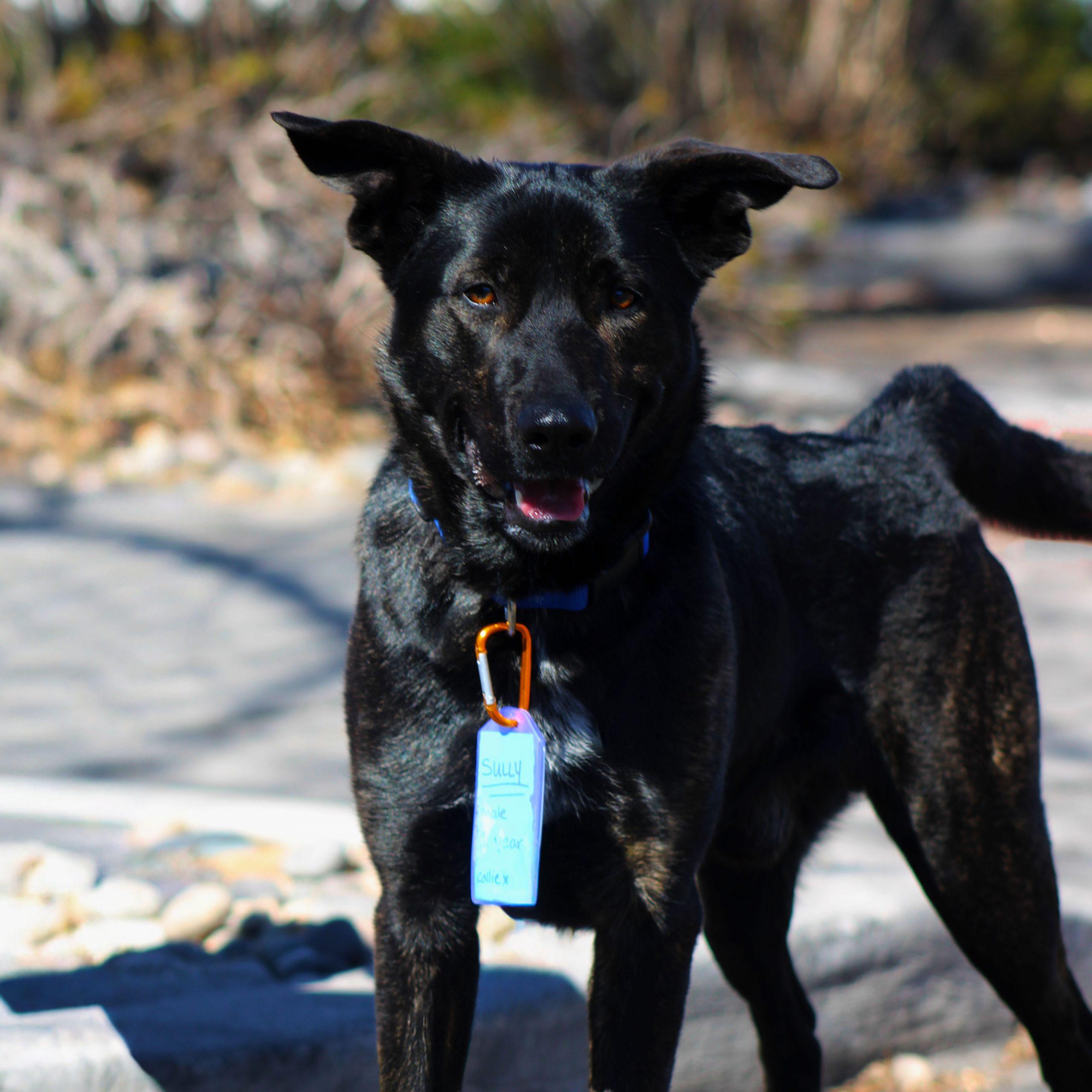 Enlarge Sully, a Adoptable mixed breed in Grand Junction, CO image 4/5