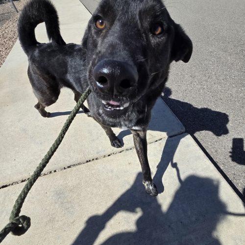 Enlarge Sully, a Adoptable mixed breed in Grand Junction, CO image 5/5