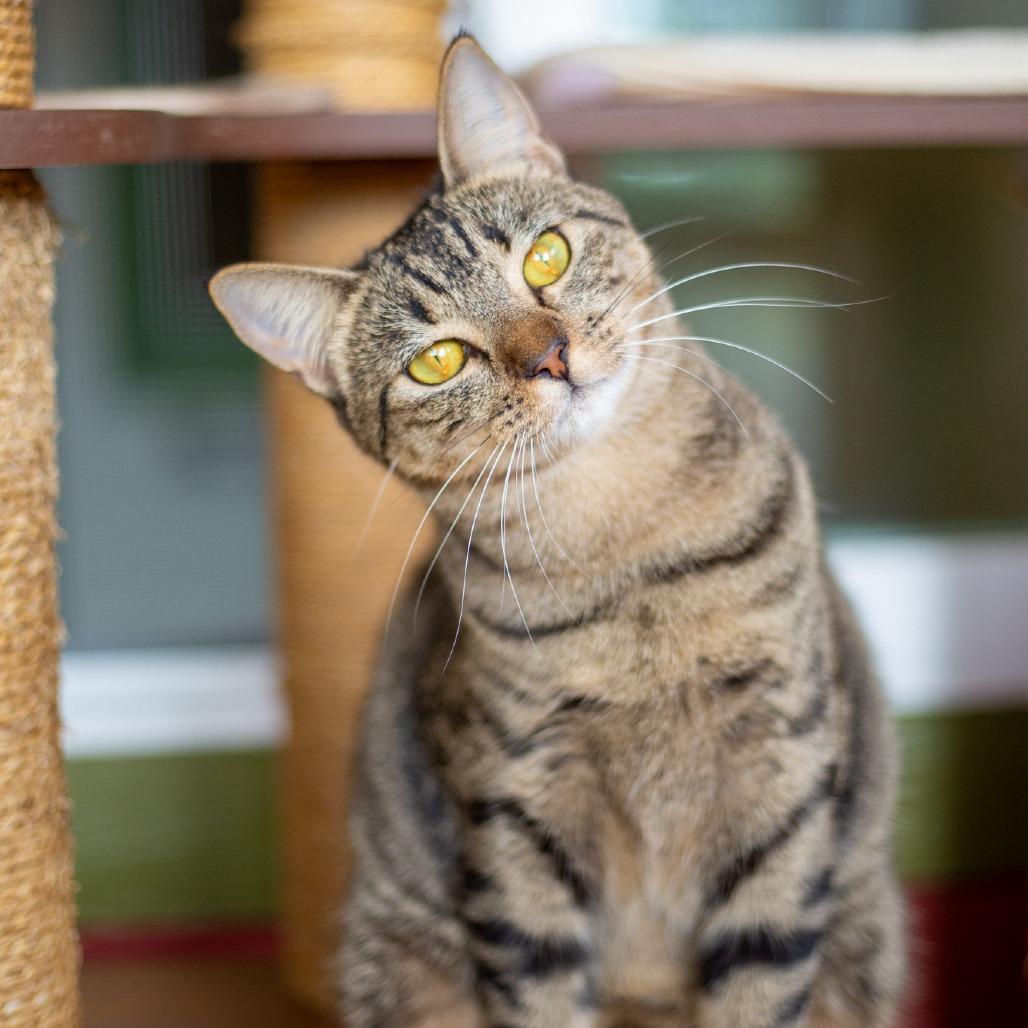 Judy, Adoptable, Young Female Domestic Short Hair.