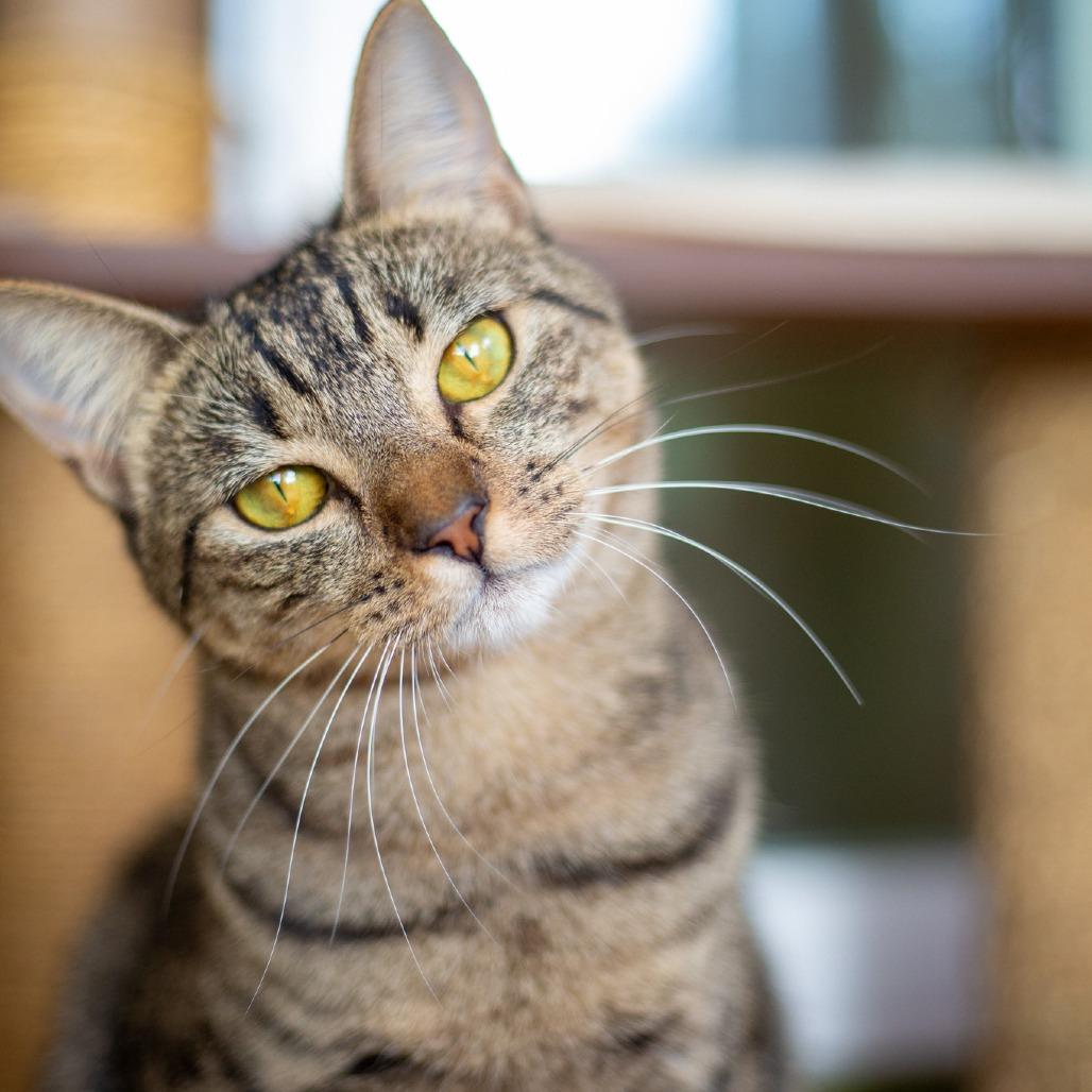 Enlarge Judy, a Adoptable Domestic Short Hair in Kailua Kona, HI image 2/6