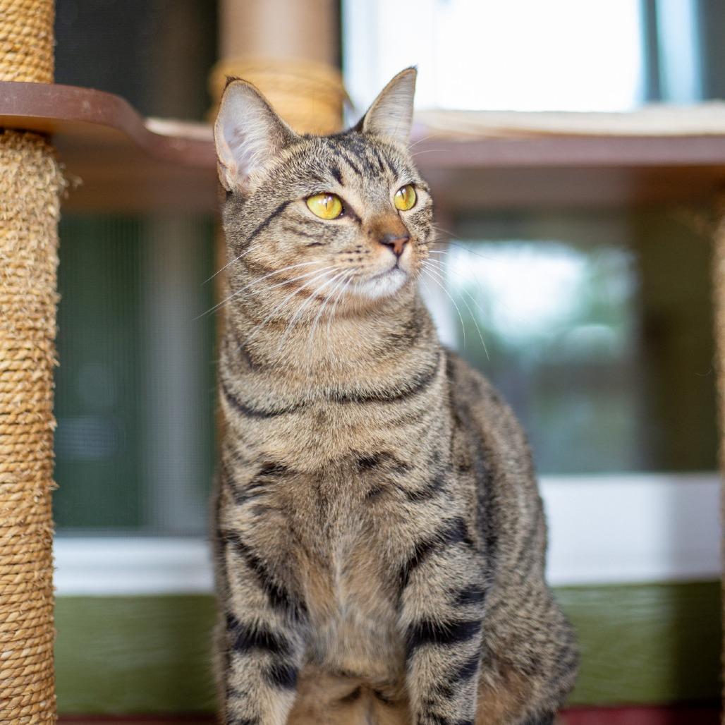 Enlarge Judy, a Adoptable Domestic Short Hair in Kailua Kona, HI image 3/6