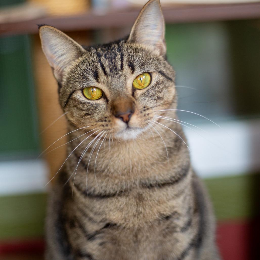Enlarge Judy, a Adoptable Domestic Short Hair in Kailua Kona, HI image 4/6