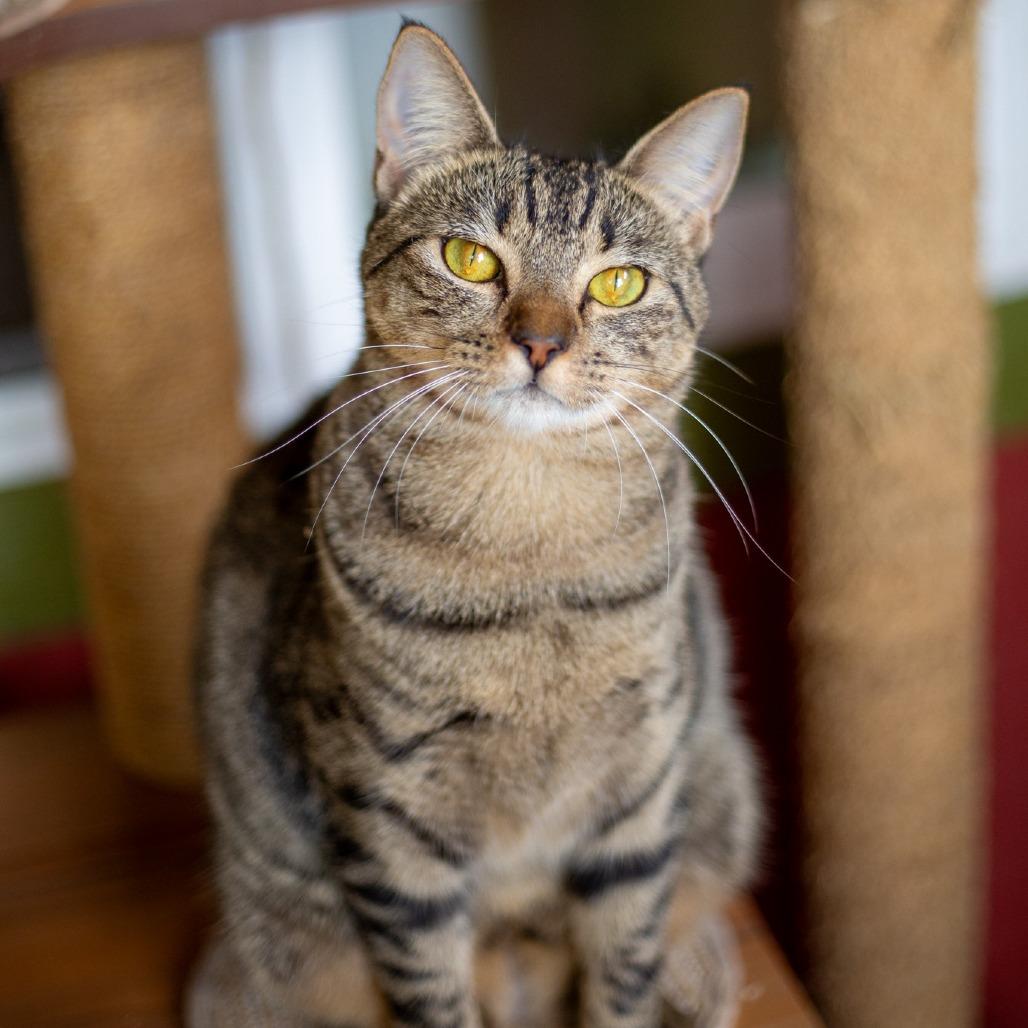 Enlarge Judy, a Adoptable Domestic Short Hair in Kailua Kona, HI image 5/6