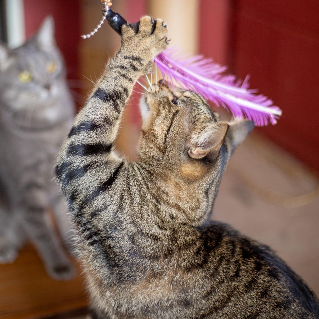 Enlarge Judy, a Adoptable Domestic Short Hair in Kailua Kona, HI image 6/6