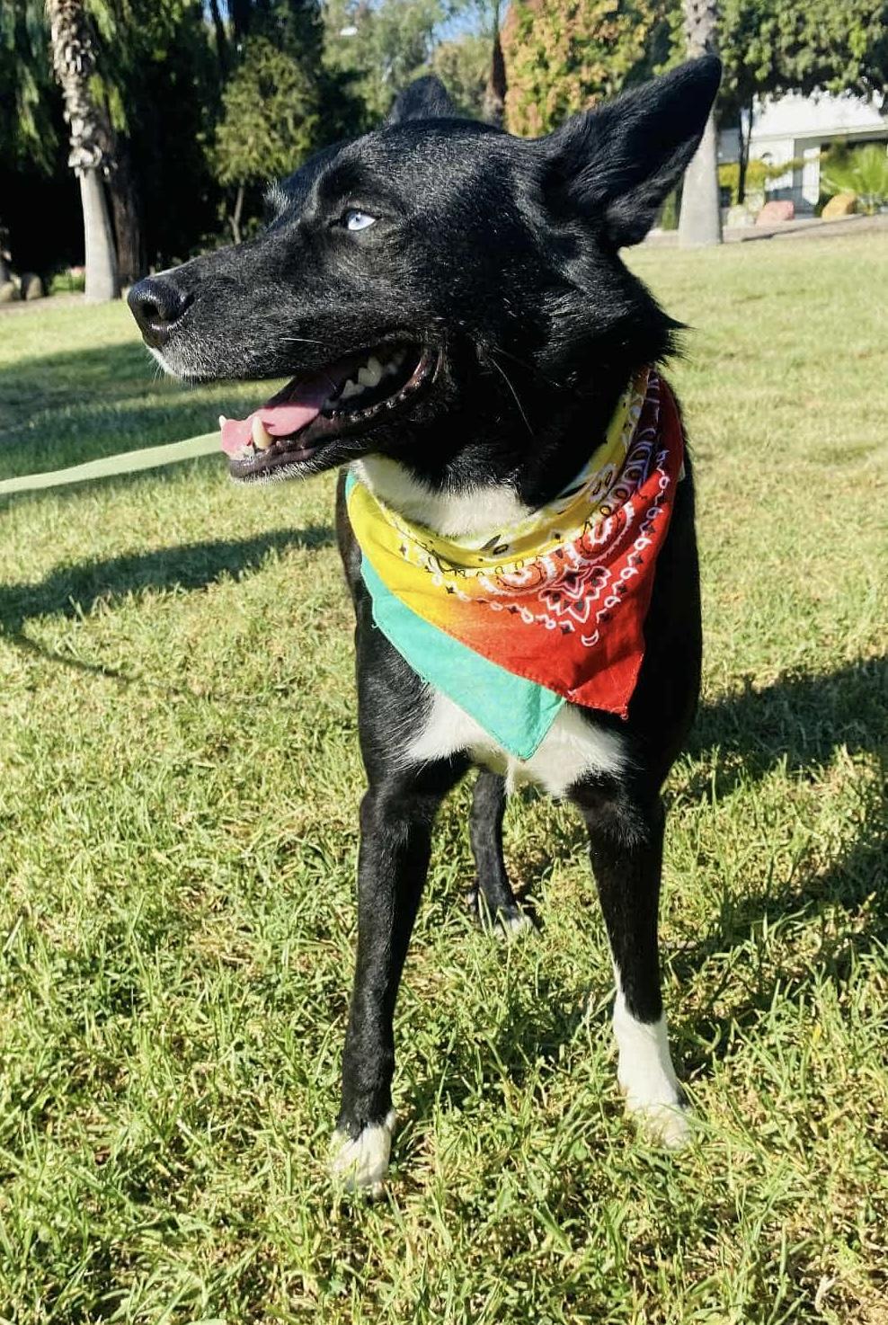 Enlarge Bear The Border Collie, a Adoptable Border Collie in San DIego, CA image 2/5