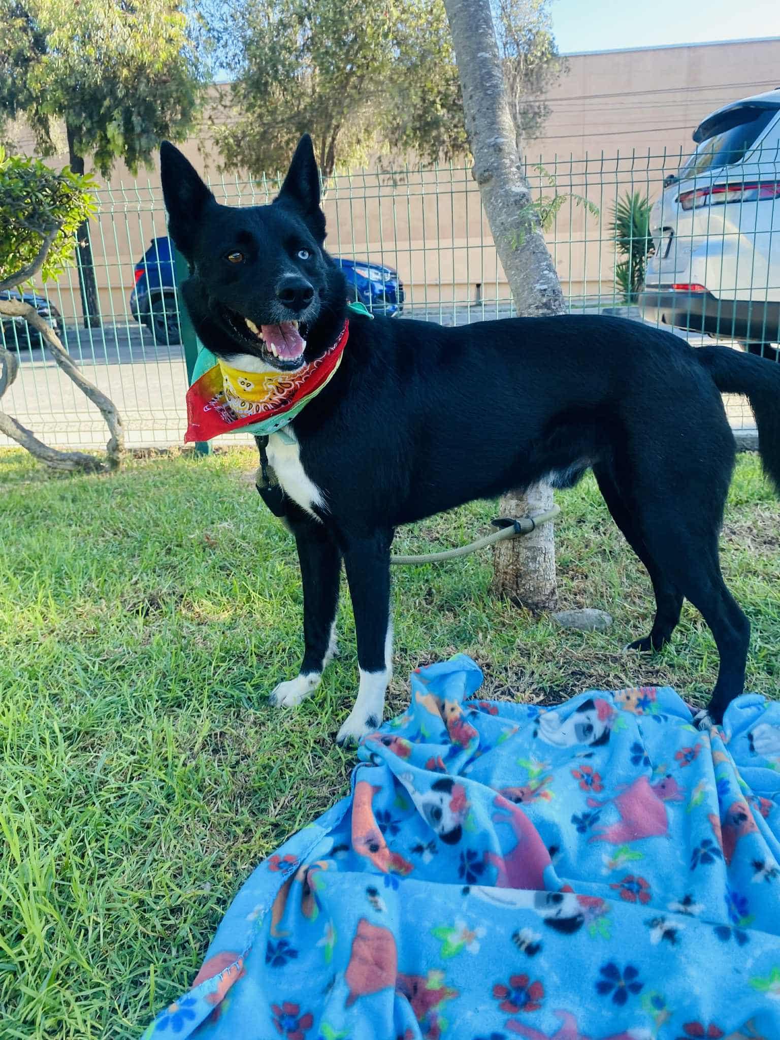 BEAR the border collie, Adoptable, Adult Male Border Collie.
