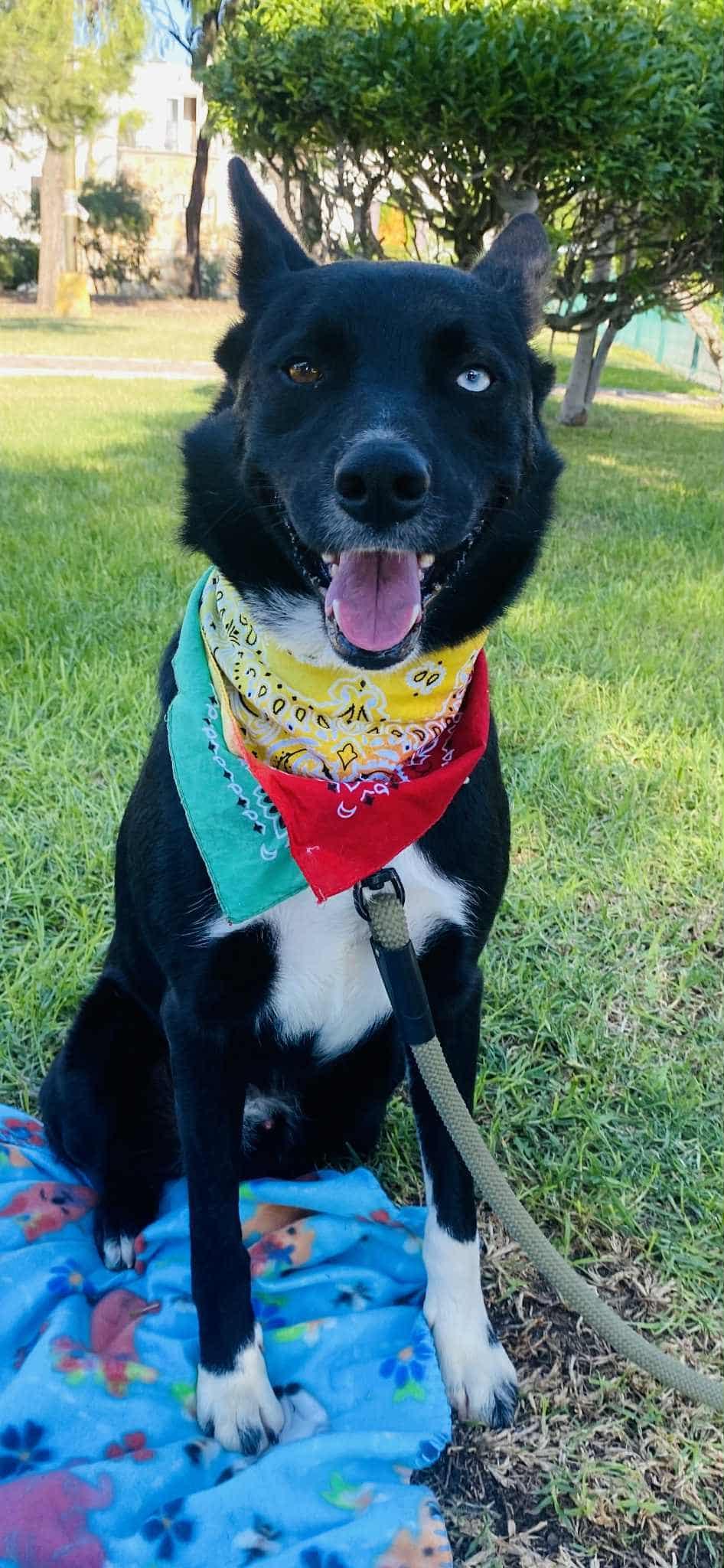 Enlarge Bear The Border Collie, a Adoptable Border Collie in San DIego, CA image 4/5