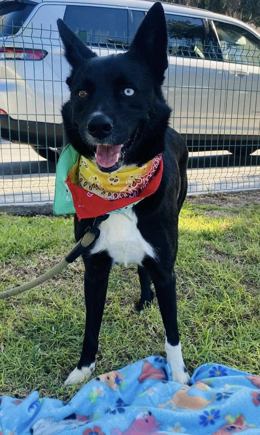 Enlarge BEAR the border collie, a Adoptable Border Collie in Carlsbad, CA image 3/5
