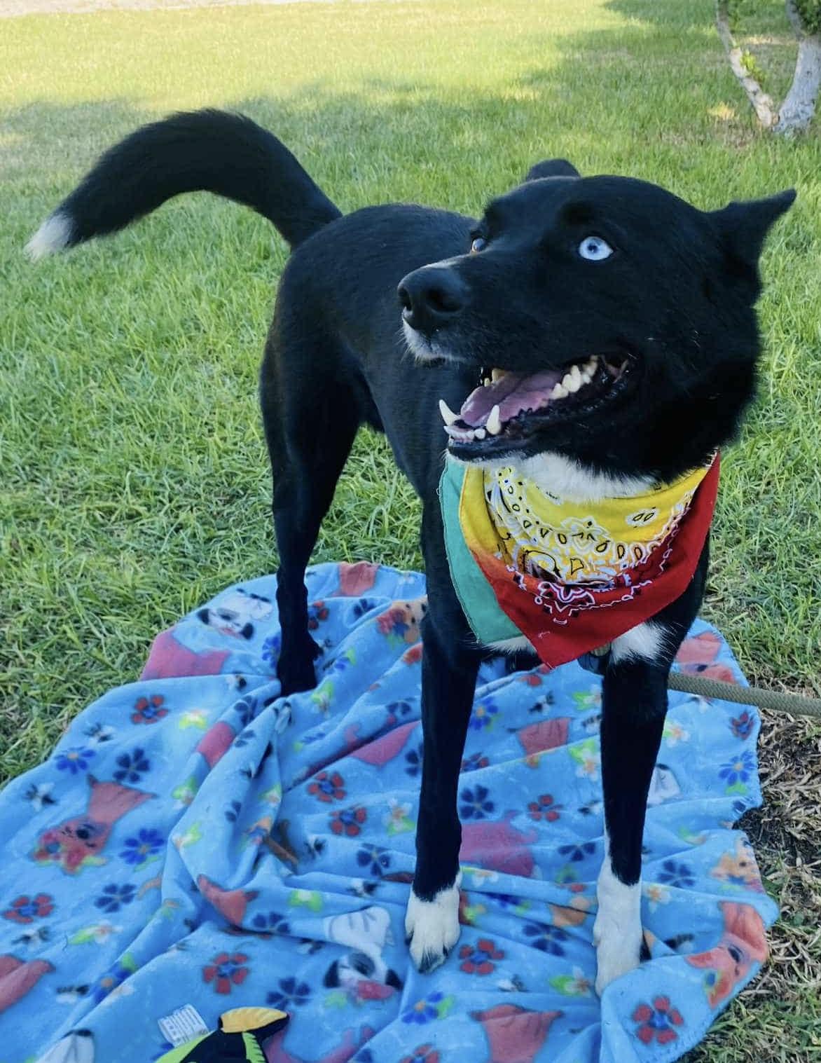 Enlarge BEAR the border collie, a Adoptable Border Collie in Carlsbad, CA image 5/5