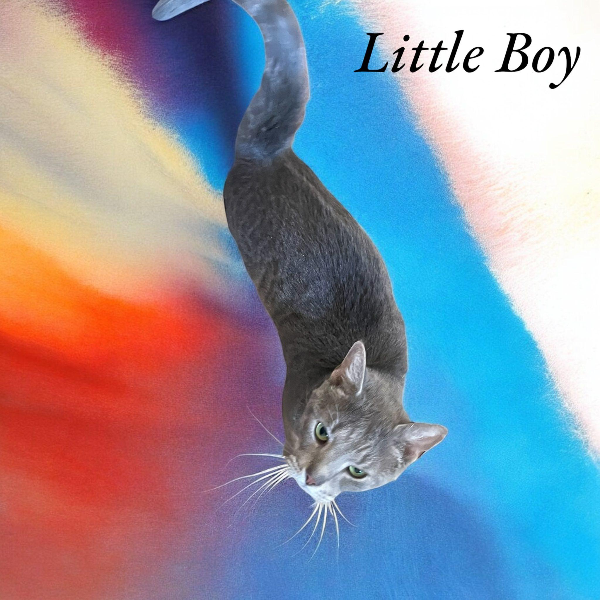 Little Boy 3