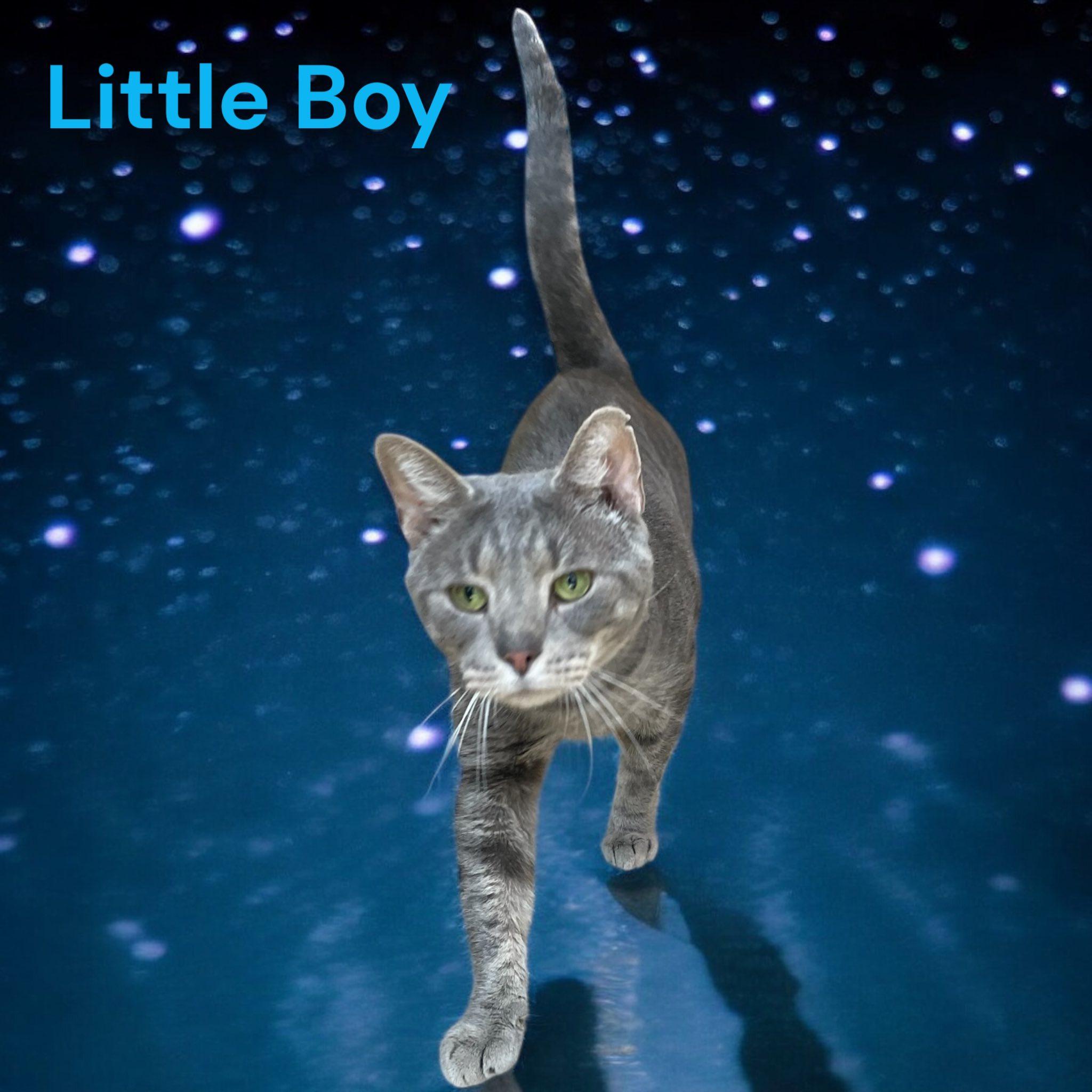 Little Boy