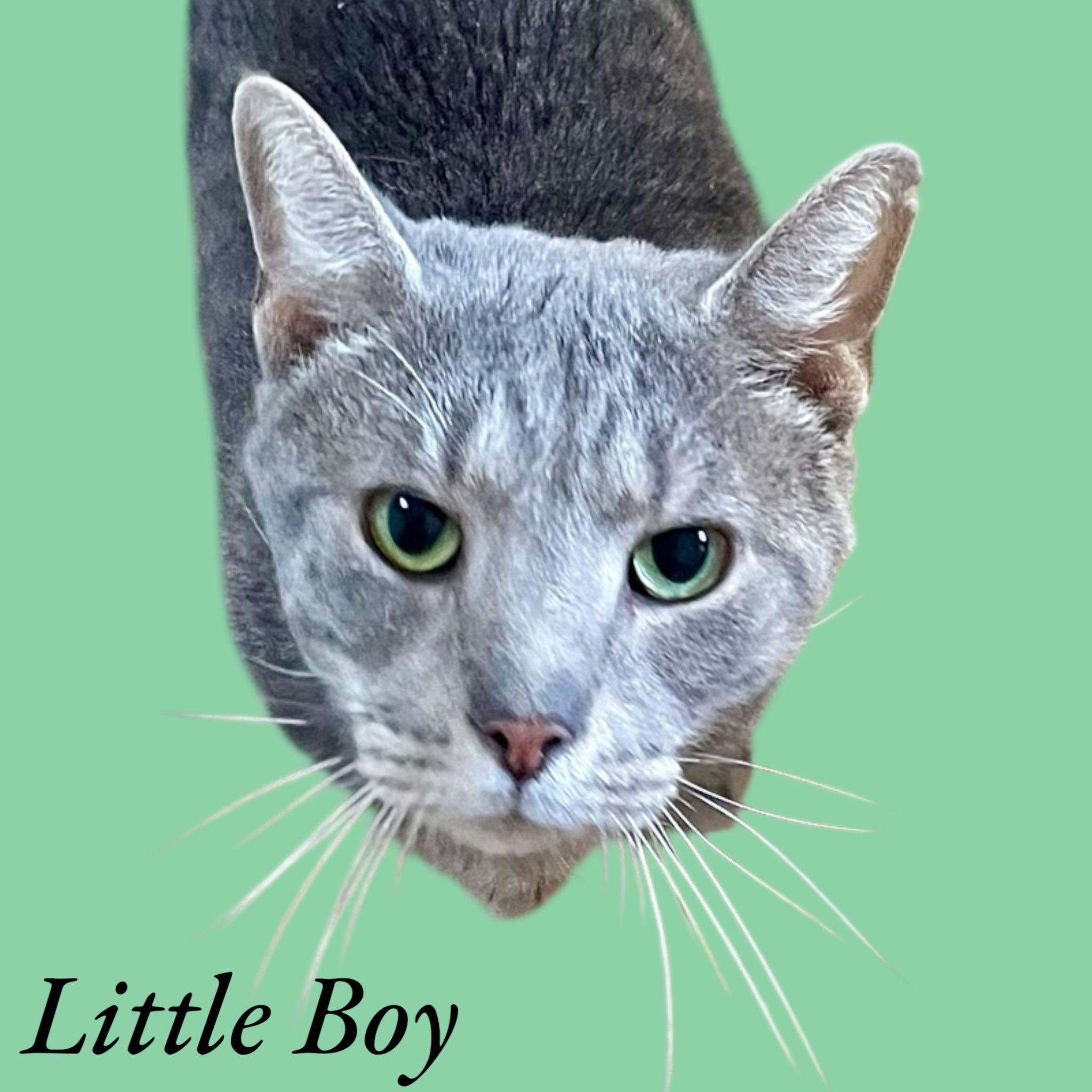 Little Boy