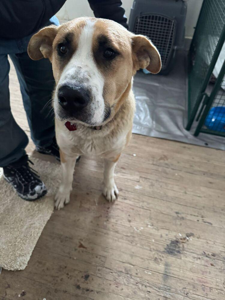 Enlarge Baby Girl, a Adoptable mixed breed in Calgary, AB image 1/6