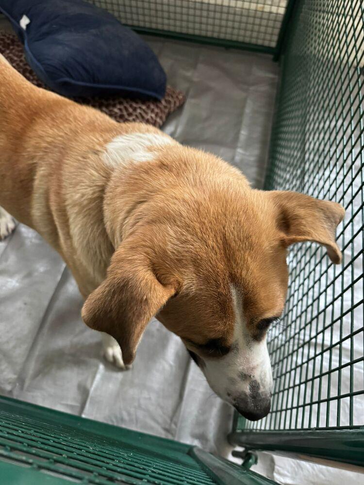 Enlarge Baby Girl, a Adoptable mixed breed in Calgary, AB image 2/6