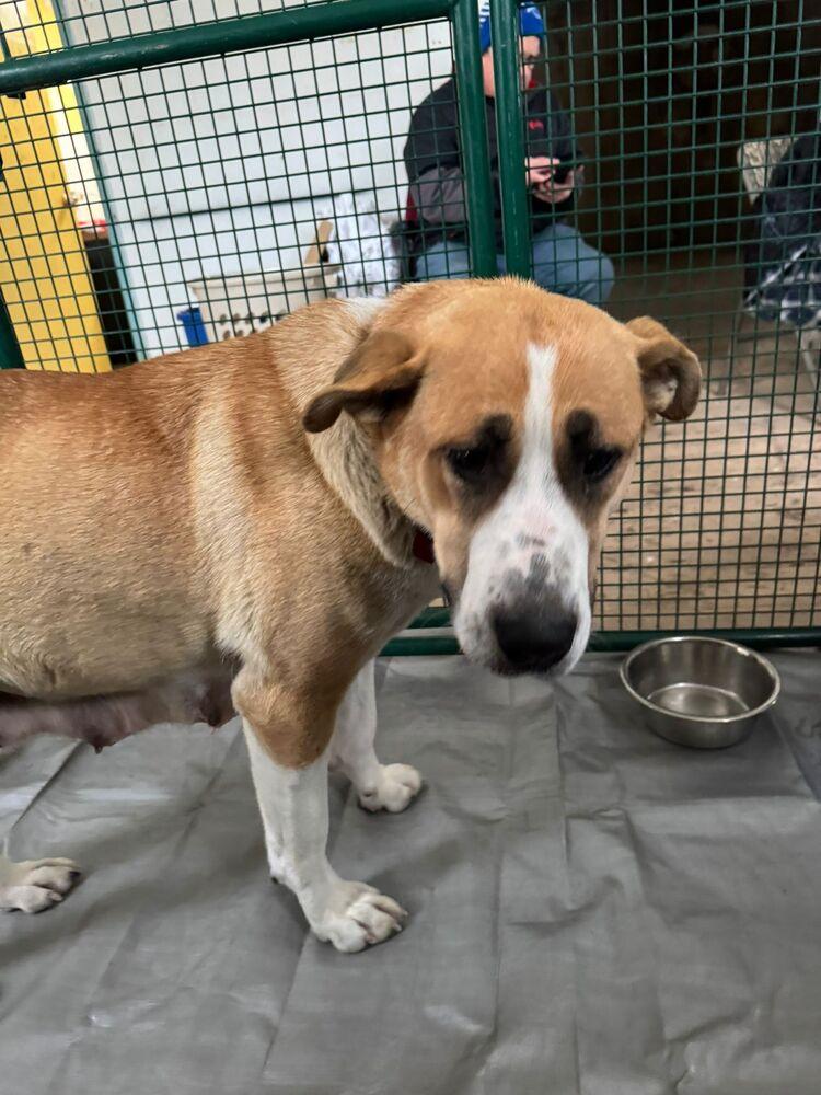Enlarge Baby Girl, a Adoptable mixed breed in Calgary, AB image 4/6