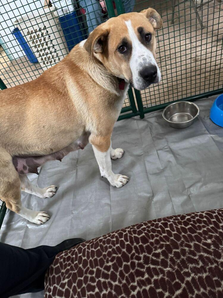 Enlarge Baby Girl, a Adoptable mixed breed in Calgary, AB image 5/6