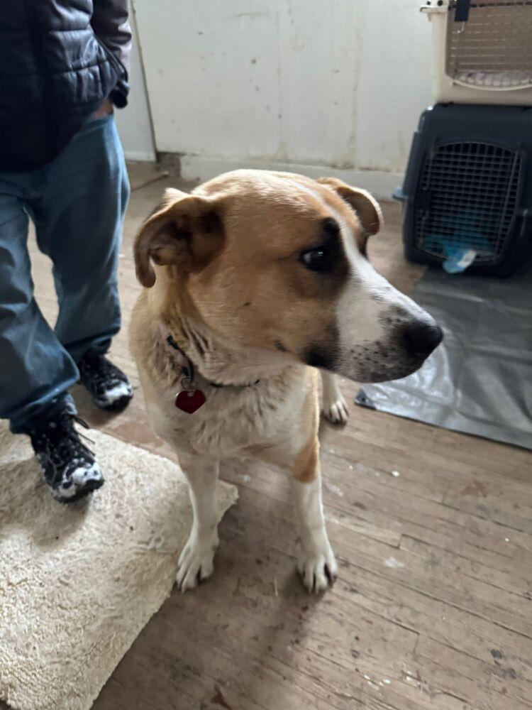 Enlarge Baby Girl, a Adoptable mixed breed in Calgary, AB image 6/6