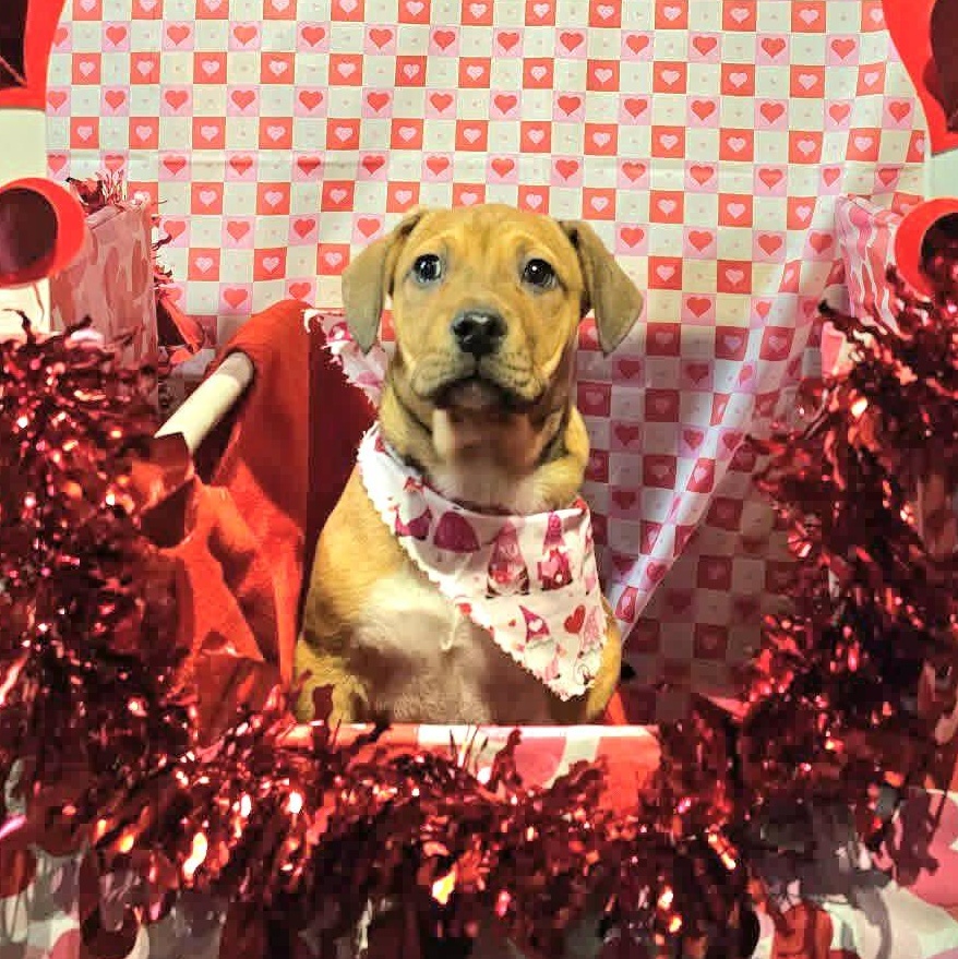 Janis, ADOPTABLE, Puppy Female Basset Hound & Pit Bull Terrier.