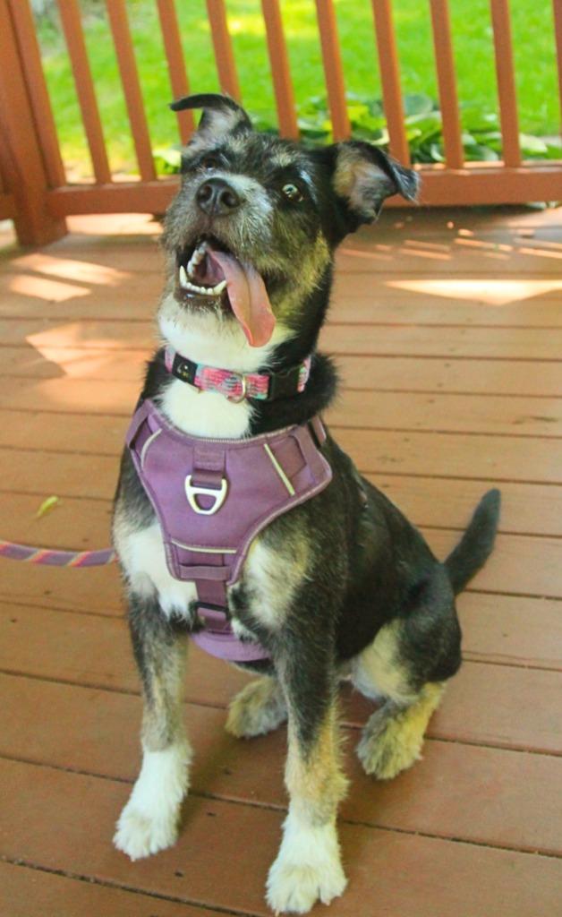 Karma, Adoptable, Puppy Female Siberian Husky & Pit Bull Terrier.