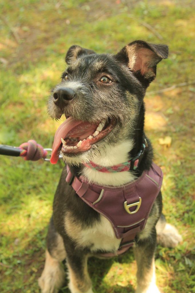 Enlarge Karma, a Adoptable mixed breed in Utica, MI image 2/6