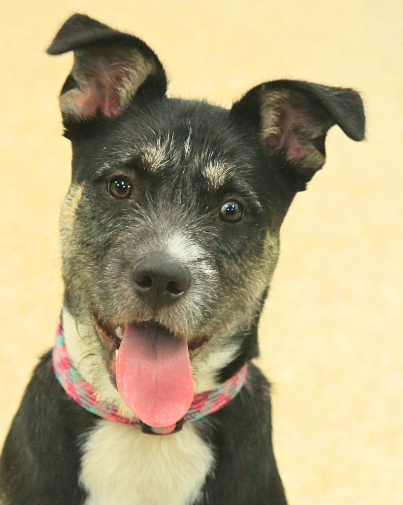 Karma, Adoptable, Puppy Female Siberian Husky & Pit Bull Terrier.