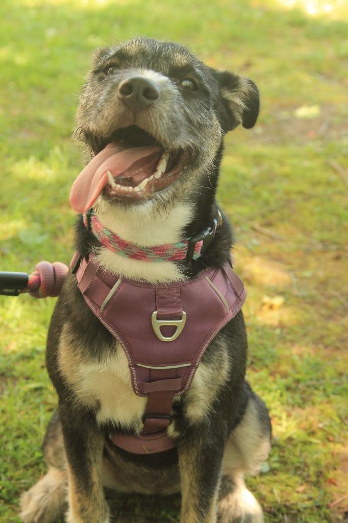 Enlarge Karma, a Adoptable mixed breed in Utica, MI image 4/6