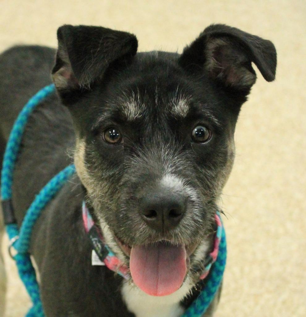Karma, Adoptable, Puppy Female Mixed Breed.