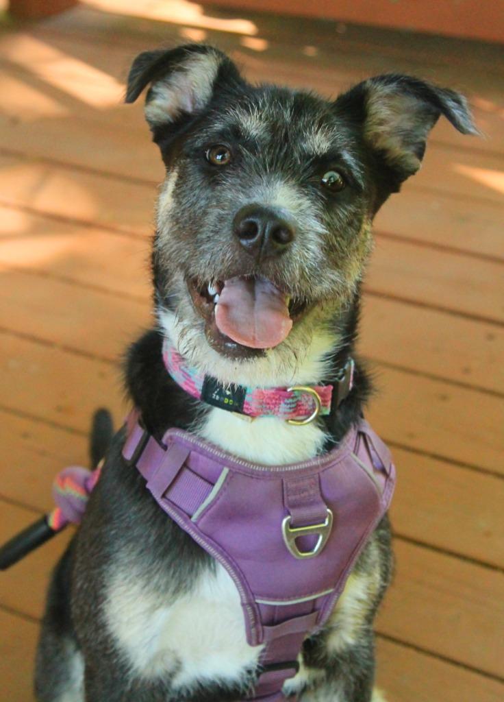 Enlarge Karma, a Adoptable mixed breed in Utica, MI image 5/6