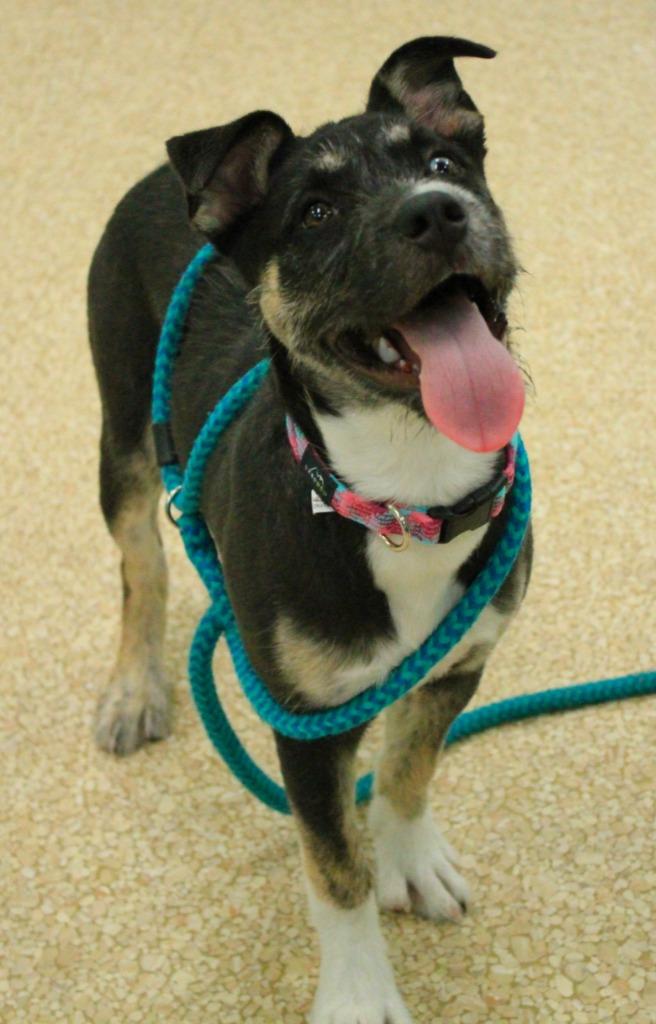 Enlarge Karma, a Adoptable Mixed Breed in Utica, MI image 2/3