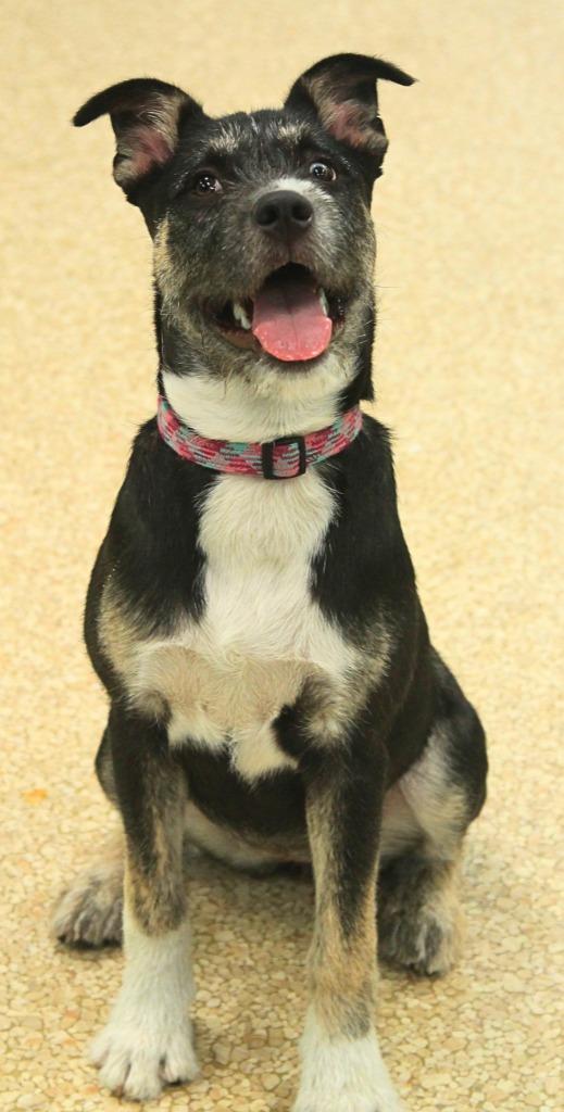 Enlarge Karma, a Adoptable mixed breed in Utica, MI image 6/6