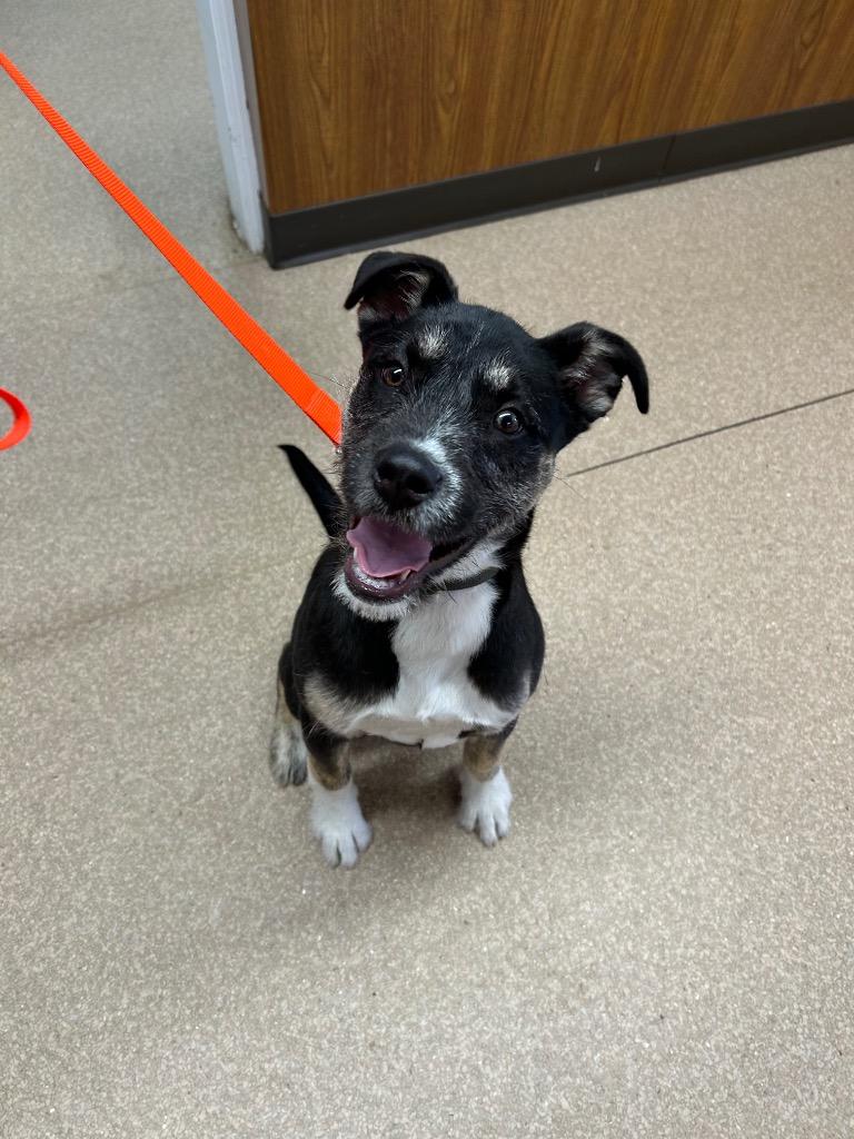 Enlarge Karma, a Adoptable Mixed Breed in Utica, MI image 3/3