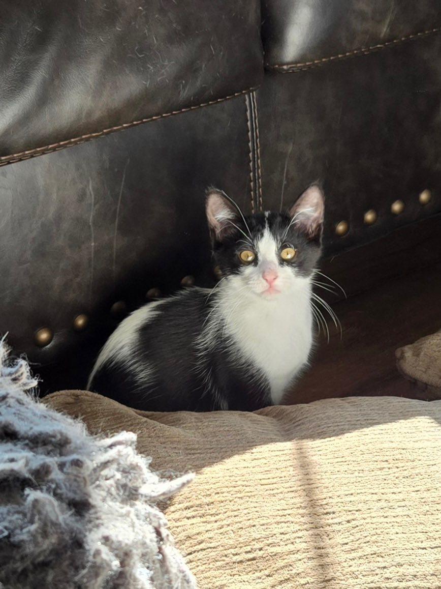 Enlarge PePe, a Adoptable Domestic Short Hair in Webster, NY image 1/1