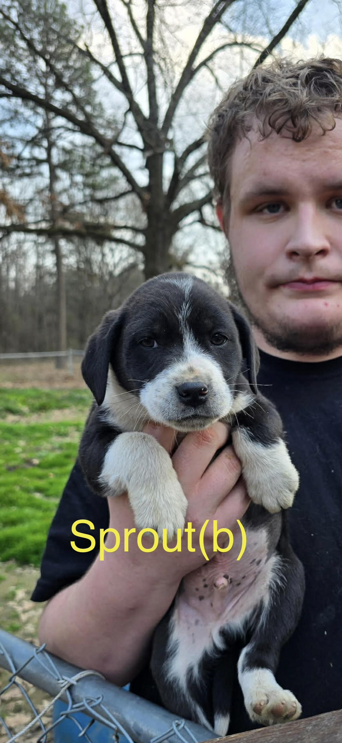 Enlarge sprout, an adopted mixed breed in Whiting, NJ image 1/1