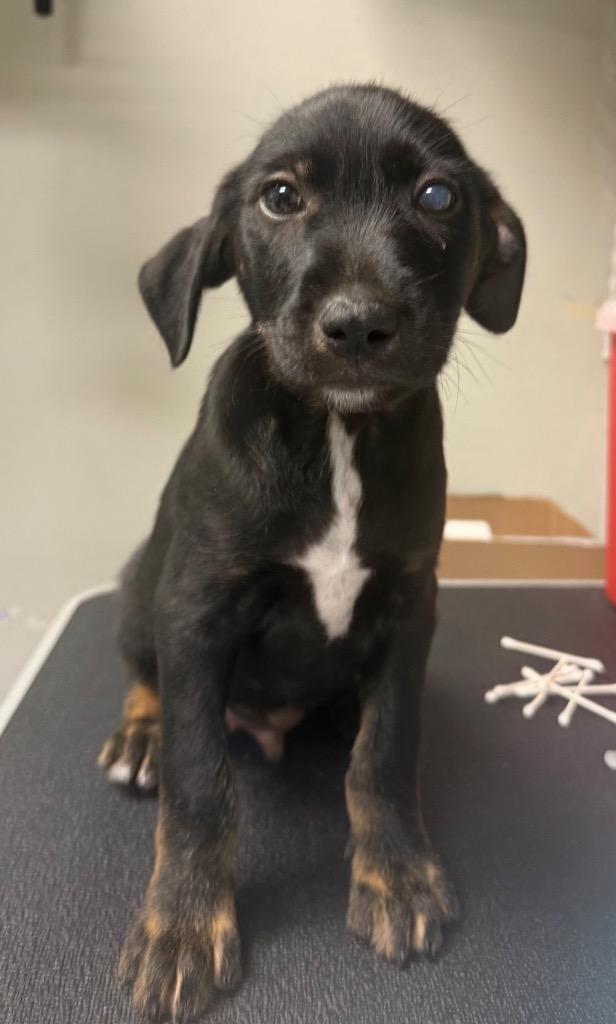 Hughey, Adoptable, Puppy Male Hound.