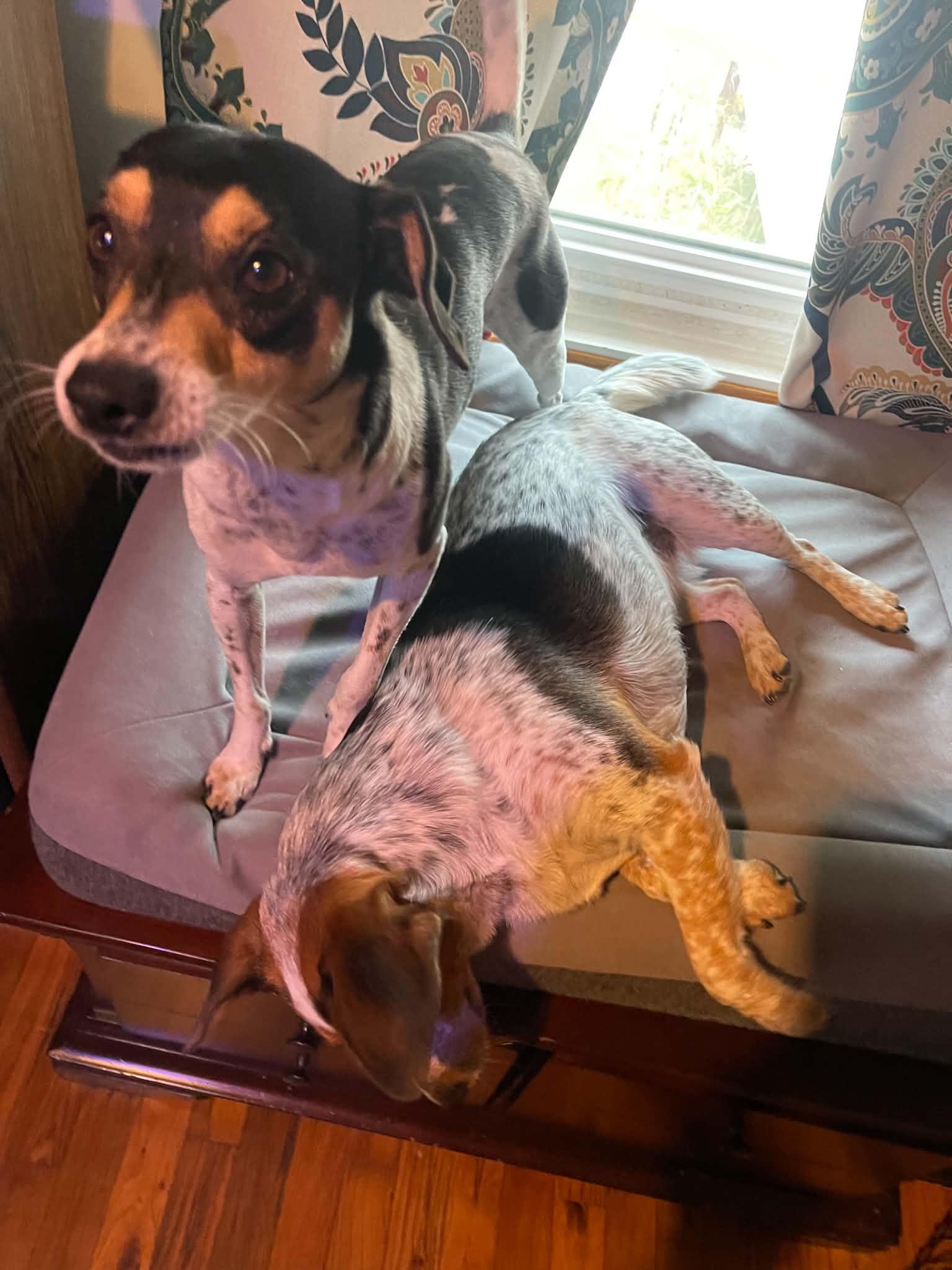 Enlarge Steely Dan, a Adopted mixed breed in O'Fallon, MO image 4/6