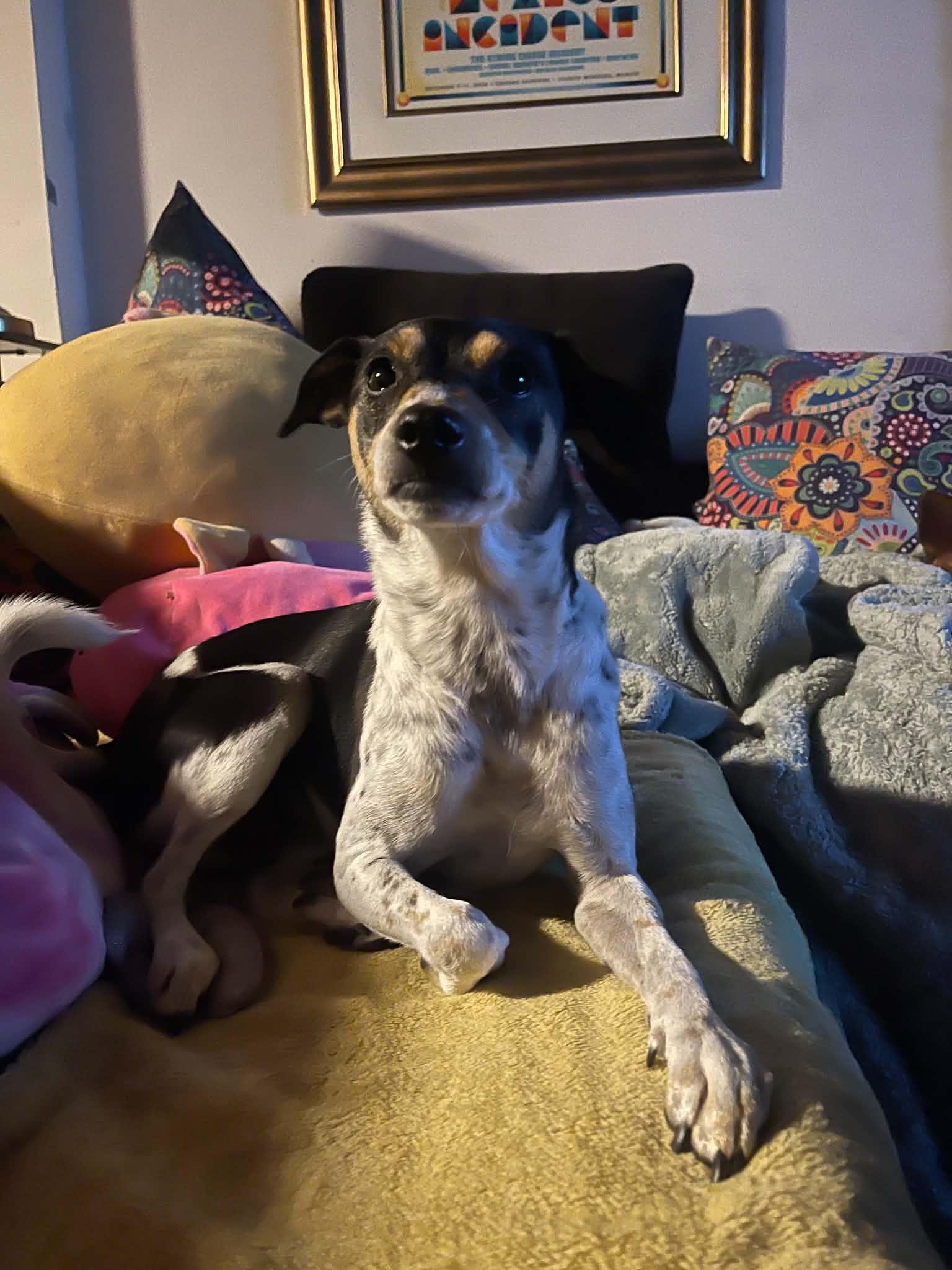 Enlarge Steely Dan, a Adopted mixed breed in O'Fallon, MO image 3/6