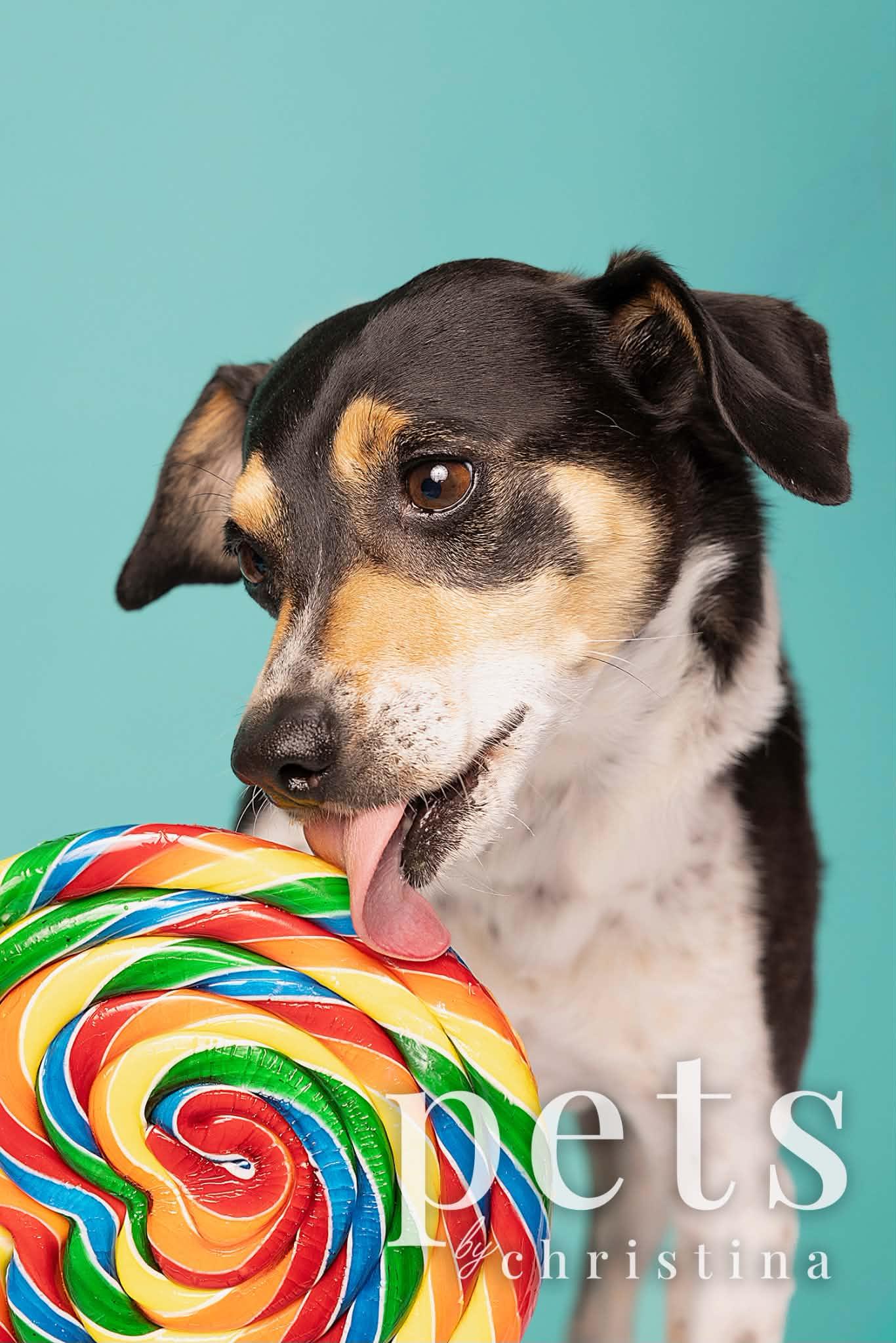 Enlarge Steely Dan, a Adopted mixed breed in O'Fallon, MO image 6/6