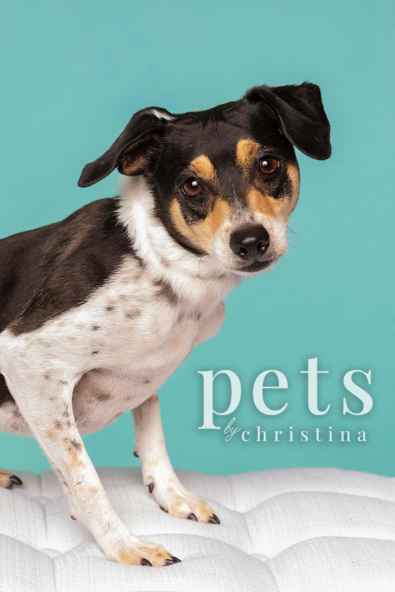 Enlarge Steely Dan, a Adopted mixed breed in O'Fallon, MO image 1/6