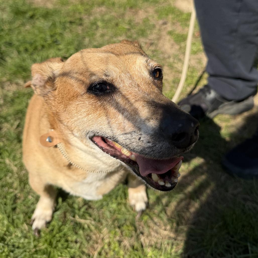 Rudy, Adoptable, Senior Male Mixed Breed.